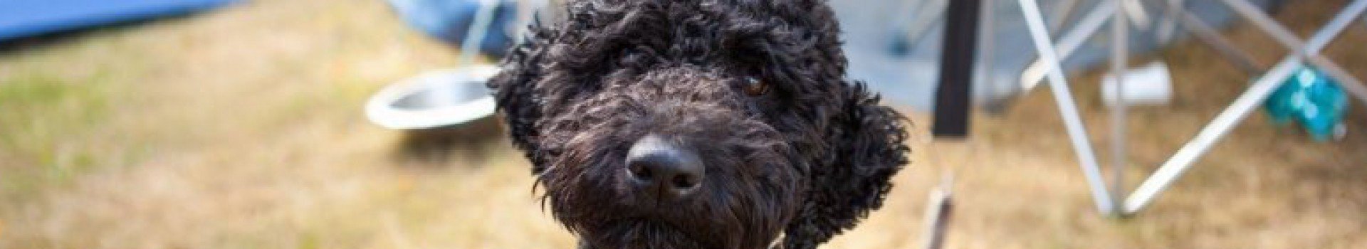 Vakantie met hond in Lommel